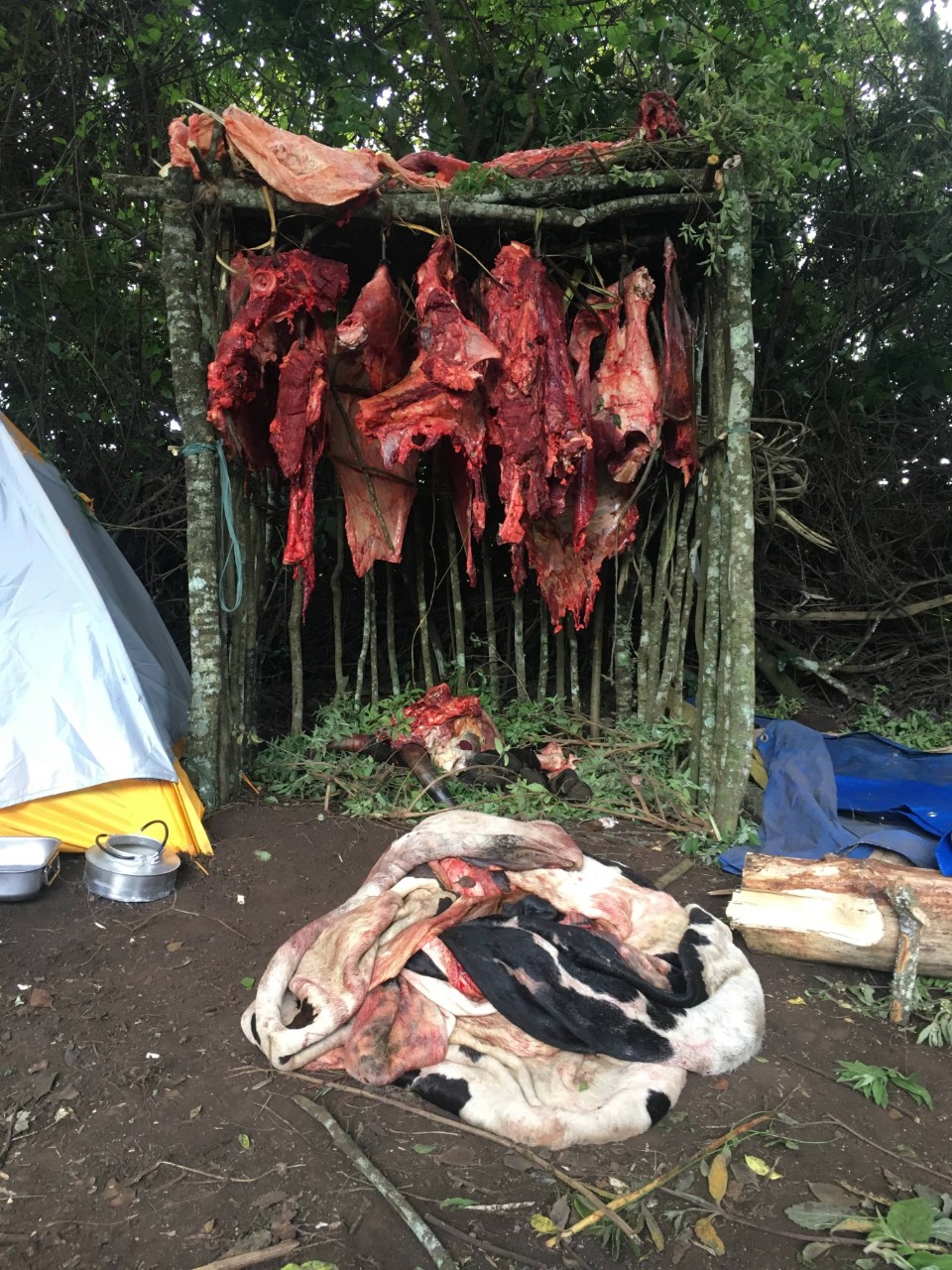 Meat hanging in the camp